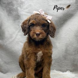 Piper - Phantom female Goldendoodle puppy in Williamson, New York from Lakeside Doodles