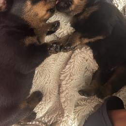 Rottweiler Puppies from Von Ratermann Rottweilers