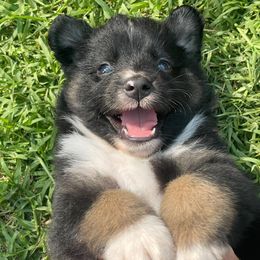 Miniature Australian Shepherd Puppies from SO Aussies