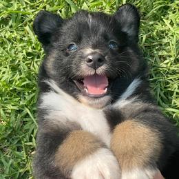 Miniature Australian Shepherd Puppies from SO Aussies