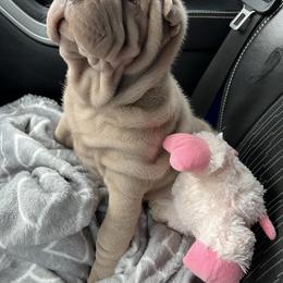 Chinese Shar-Pei Puppies from Amy Mahaffey's Chinese Shar-Pei