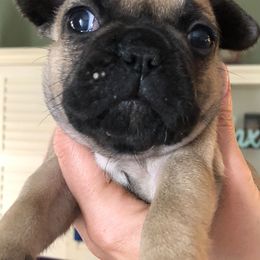 French Bulldog Puppies from Heather's Frenchies