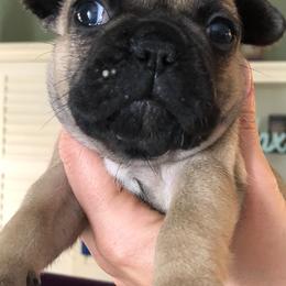French Bulldog Puppies from Heather's Frenchies