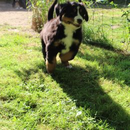 Bernese Mountain Dog Puppies from Baby Bear Bernese Kennel
