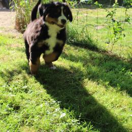Bernese Mountain Dog Puppies from Baby Bear Bernese Kennel