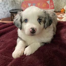 Jasper - Blue merle male Miniature Australian Shepherd puppy in Westwego, Louisiana from Connie's American Eskimo Dogs and Mini Australian Shepherd Dogs