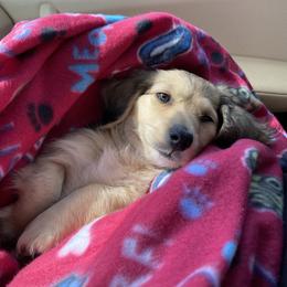Dachshund Puppies from Meadow Ridge Dachshunds