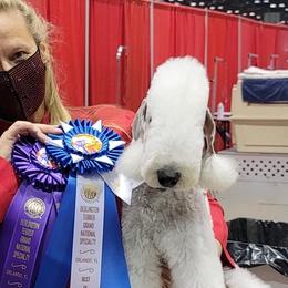 Bedlington Terriers from Apothic