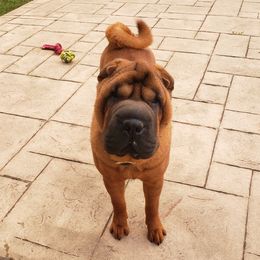 Chinese Shar-Pei Puppies from Shine Shar-Pei