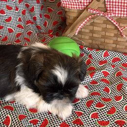 Obby - Tricolor male Shih Tzu puppy in Sutton, West Virginia from Meadow Lane Pups