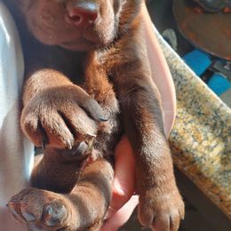 Labrador Retriever Puppies from Winchester Kennels