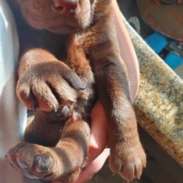 Labrador Retriever Puppies from Winchester Kennels