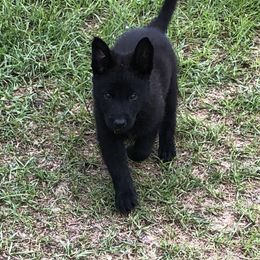 German Shepherd Puppies from Guamany K9 Vomhaus