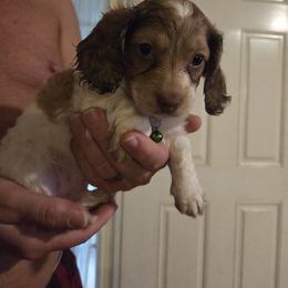 Dachshund Puppies from Mobile Mini Dachshunds