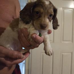 Dachshund Puppies from Mobile Mini Dachshunds