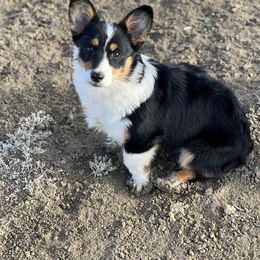 Maggie - Pembroke Welsh Corgi
