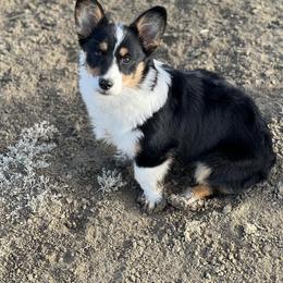 Maggie - Pembroke Welsh Corgi