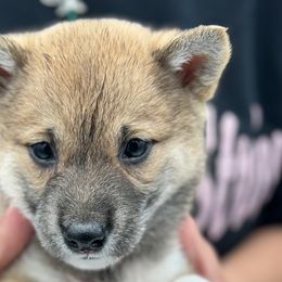 Penelope - Red Shiba Inu puppy in Ewing Township, New Jersey from NJ Shiba Baby