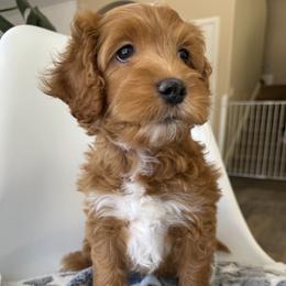 Mars - Apricot male Goldendoodle puppy in Gilbert, Arizona from DogHouse Doodles