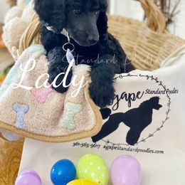 Poodle Puppies from Agape Standard Poodles