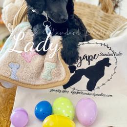 Poodle Puppies from Agape Standard Poodles