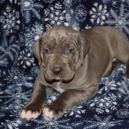 Great Dane and Miniature Schnauzer Puppies from River Valley Great Danes