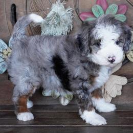 Girl 2 - Blue merle female Aussiedoodle puppy in Lawton, Oklahoma from Lindsey’s Aussies
