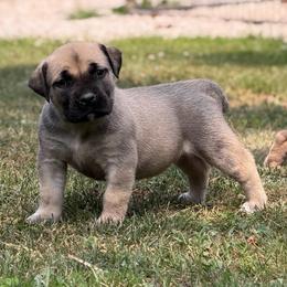 Pink Collar - Fawn female Boerboel puppy in Manitowoc, Wisconsin from Mae Boerboel