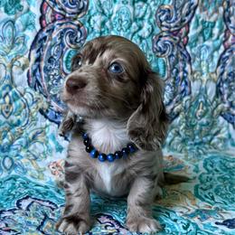 Tripp - Dapple male Dachshund puppy in Lincoln, Arkansas from Red Dirt Dachshunds