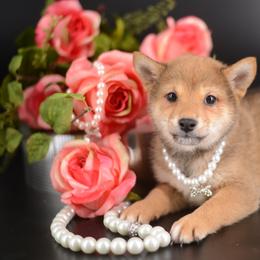 Girl 2 - Red female Shiba Inu puppy in Neosho, Missouri from Sunny Terrace Shibas
