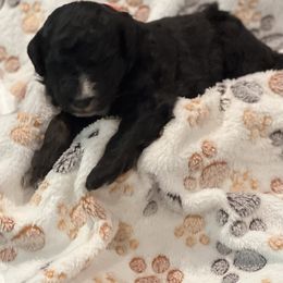 Bernedoodle Puppies from A MAYSING Bernedoodles