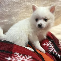 Pomsky puppies from JHS Pomsky