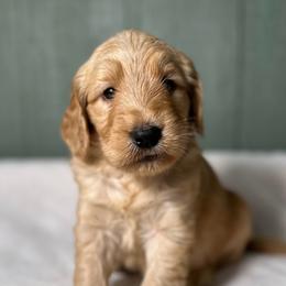 Melvin - Cream male Goldendoodle puppy in Osage City, Kansas from Golden Ridge Goldens