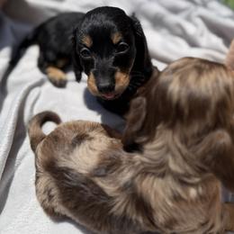 Dachshund Puppies from Pretty Dachshunds 661