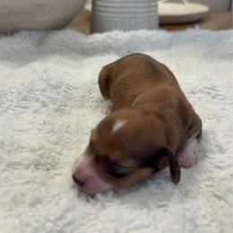 Stormy - Piebald female Dachshund puppy in Menifee, California from Dachshunds in SoCal