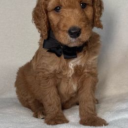 Black Collar - Red  male Goldendoodle puppy in Kingsville, Missouri from The Bruce Farm