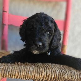 Mesa - Black female Goldendoodle puppy in Tucson, Arizona from Ever After Doodles Arizona