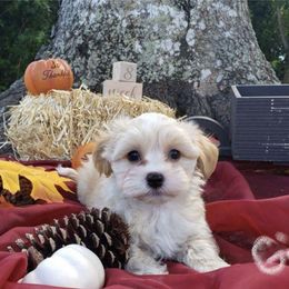 Havanese Puppies from Twins Havanese