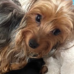 Yorkshire Terriers from Maxx & Milan