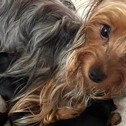 Yorkshire Terriers from Maxx & Milan