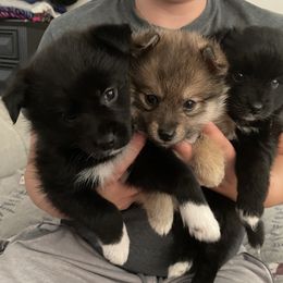 Pomsky Puppies from Guccio’s Pomsky’s and Stud Services