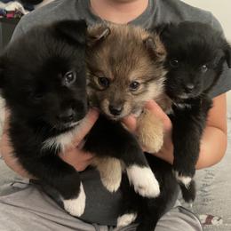 Pomsky Puppies from Guccio’s Pomsky’s and Stud Services
