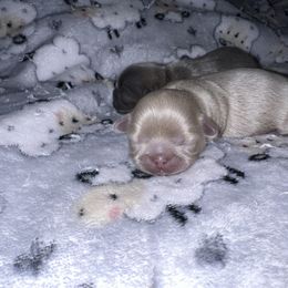 Shih Tzu Puppies from P&B Tzu Tribe