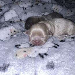 Shih Tzu Puppies from P&B Tzu Tribe