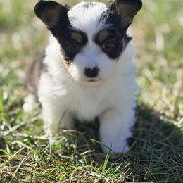 Girl 1 - female American Corgi puppy in Crossville, Tennessee from MKC Farms