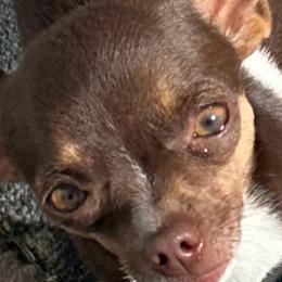 Joy Joy - Chihuahua