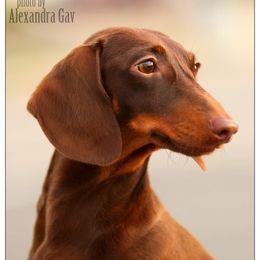 Pickle - Dachshund