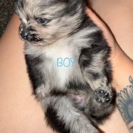 Duke - Blue merle male Pomeranian puppy in Tucson, Arizona from Pomutopia