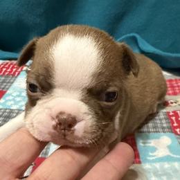 Joey - Red male Boston Terrier puppy in Wellington, Ohio from Twist of Faith Farms