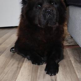 Chow Chow from Evelyne Guimaraes